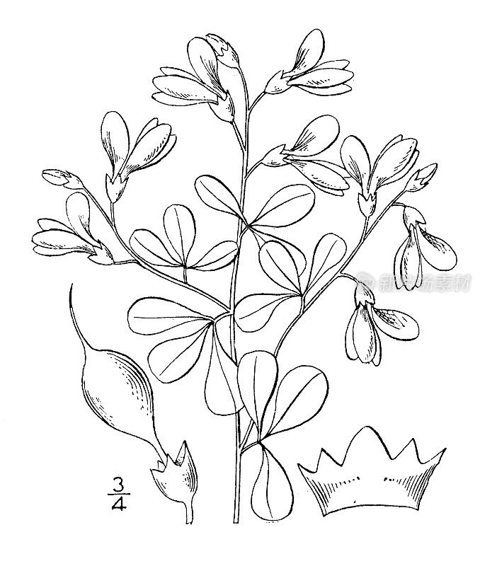 古植物学植物插图:蓝Baptisia tinctoria，野靛